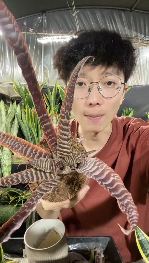 黑蜘蛛带盆土38.8