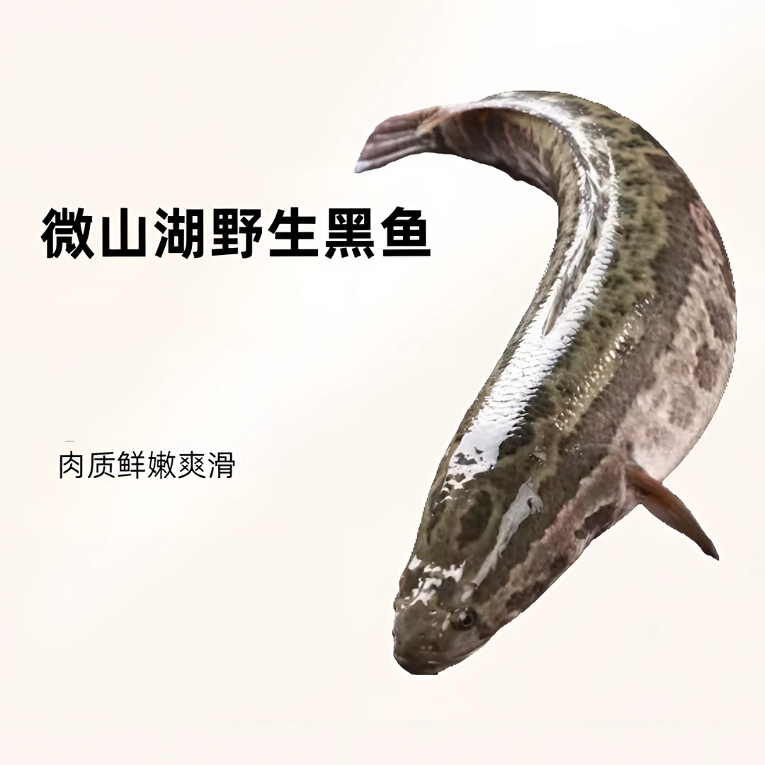微山湖野生黑鱼包邮现场称重《小哥哥》