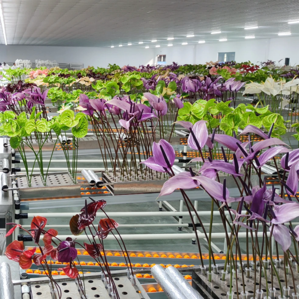 新格林彩掌O级鲜切花深色浅色系列