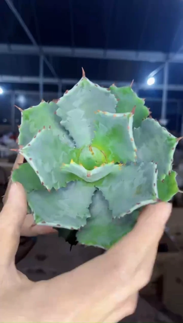 【闪购商品】连刺甲蟹