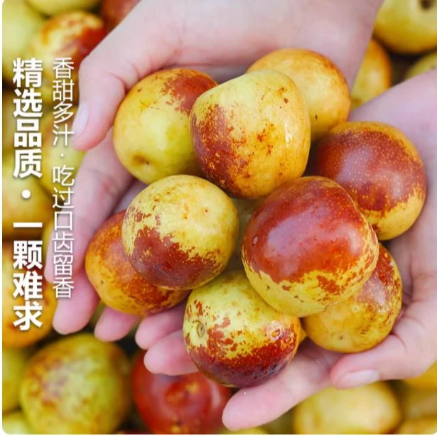 现摘现发冬枣庙上冰糖冬枣当季新鲜孕妇水果
