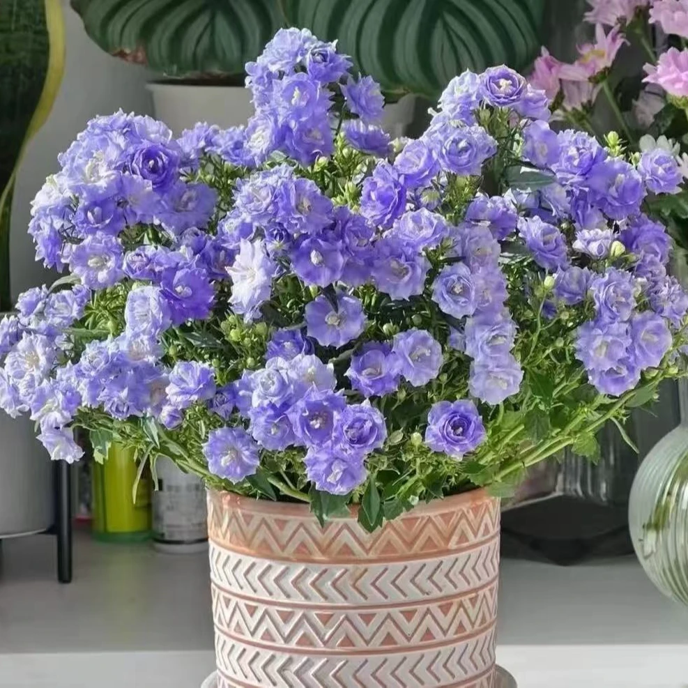 【梦露】丹麦重瓣风铃草 丛生盆栽庭院阳台爆花强花卉新手易养护