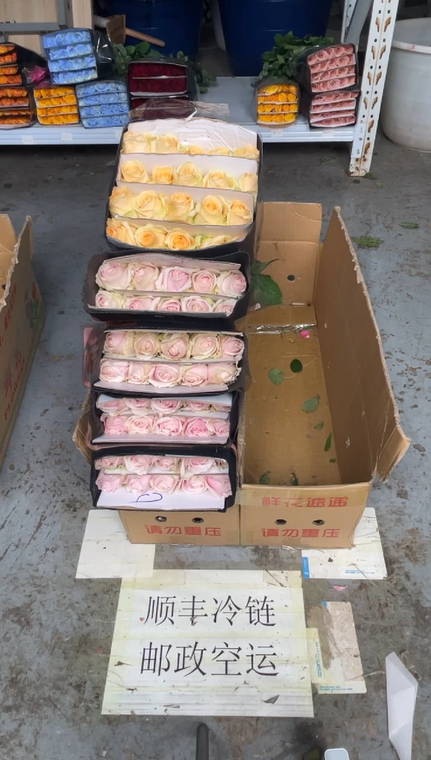 粉红2扎+香槟1扎