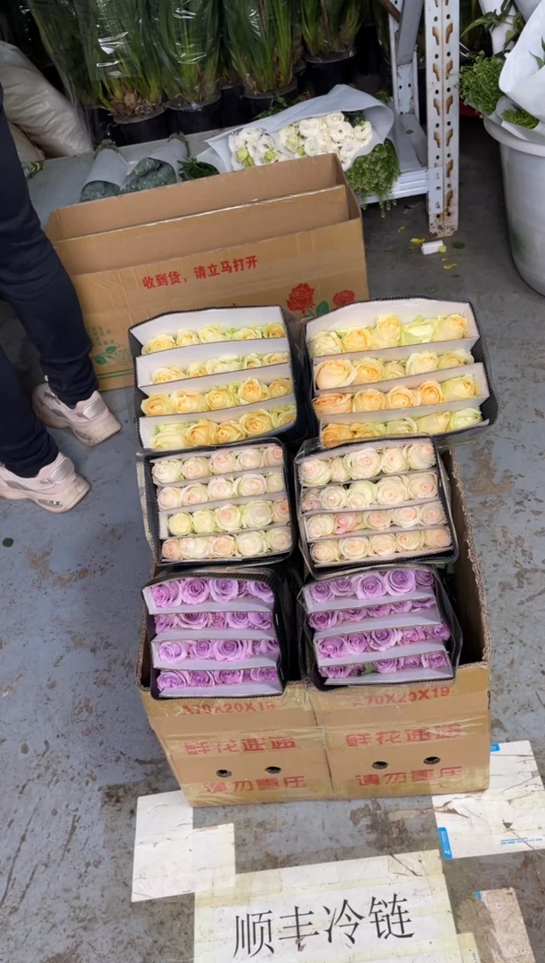 海洋之歌20枝+小白兔20枝+香槟20枝