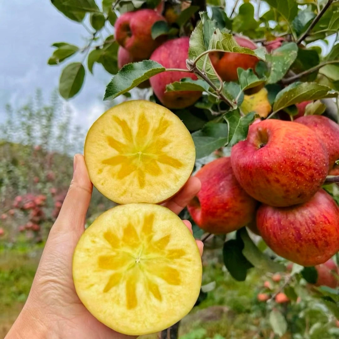 云南昭通高原脆甜冰糖心丑苹果红富士应季新鲜水果产地现摘现发