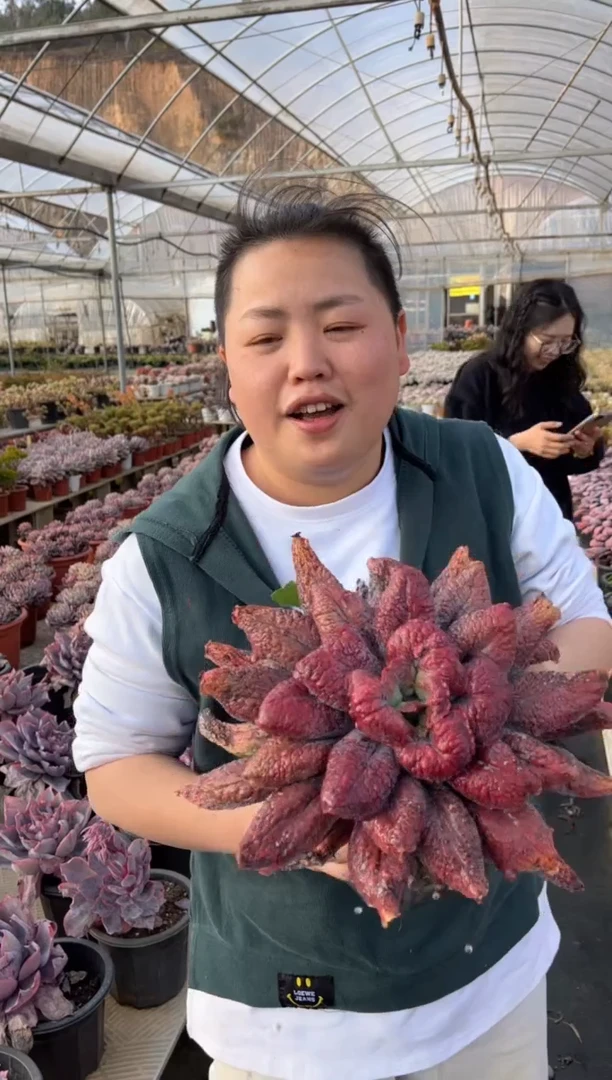 【闪购商品】21-外播牛舌卷叶男爵20CM13.8