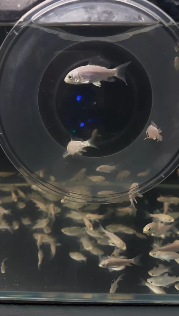 蝴蝶鲤精品普身蝴蝶鲤寸片10条2--3CM（10条装）