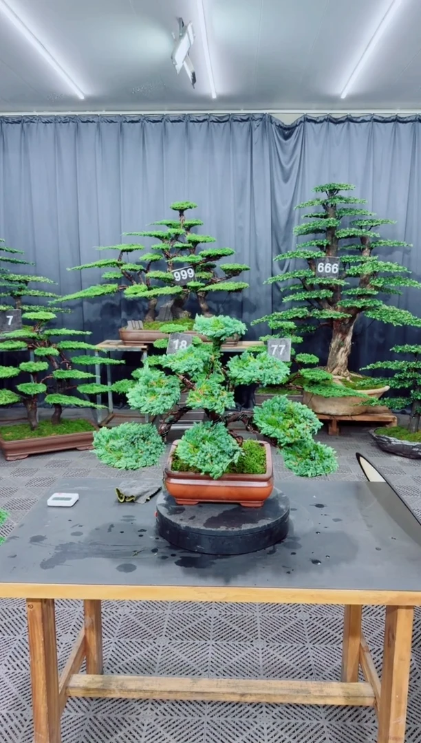 无花朵珍珠柏盆景....