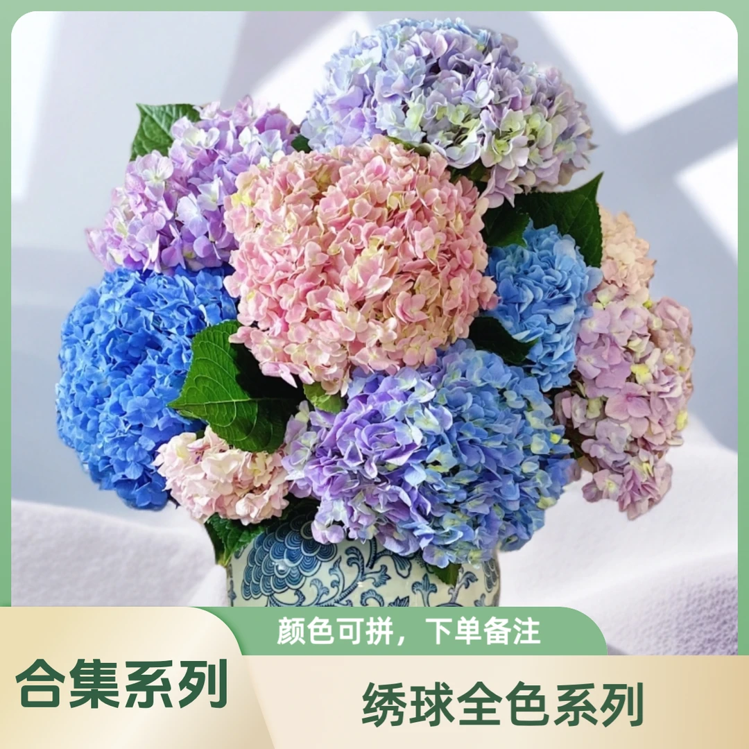 【AAA绣球全色合集】花瓣紧实花期长，建议有hvb再下单，拼色下单备注
