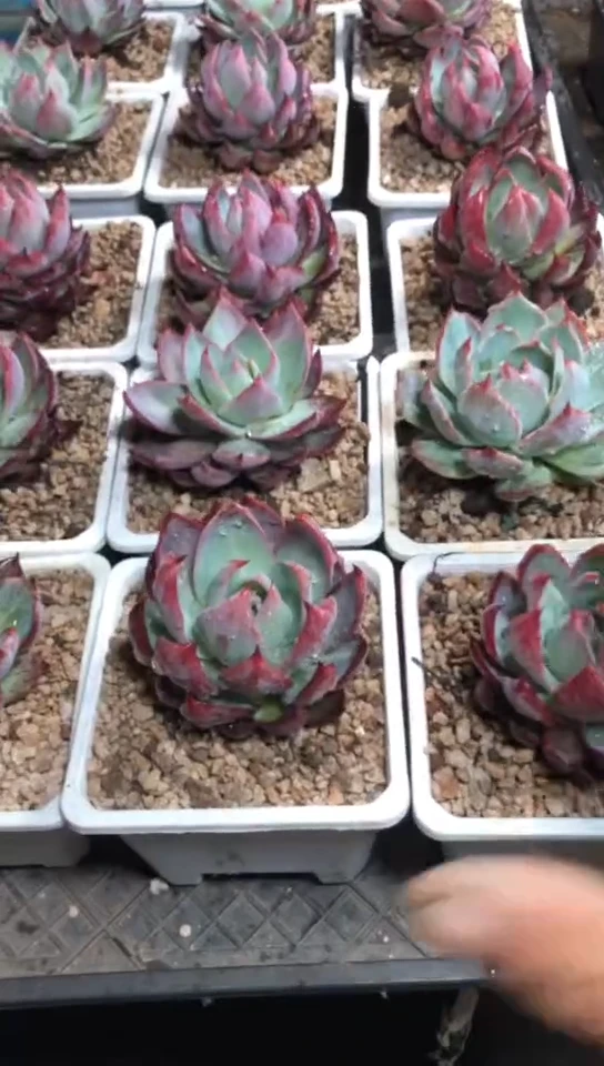 【闪购商品】脱土惊鸿仙子9.9米