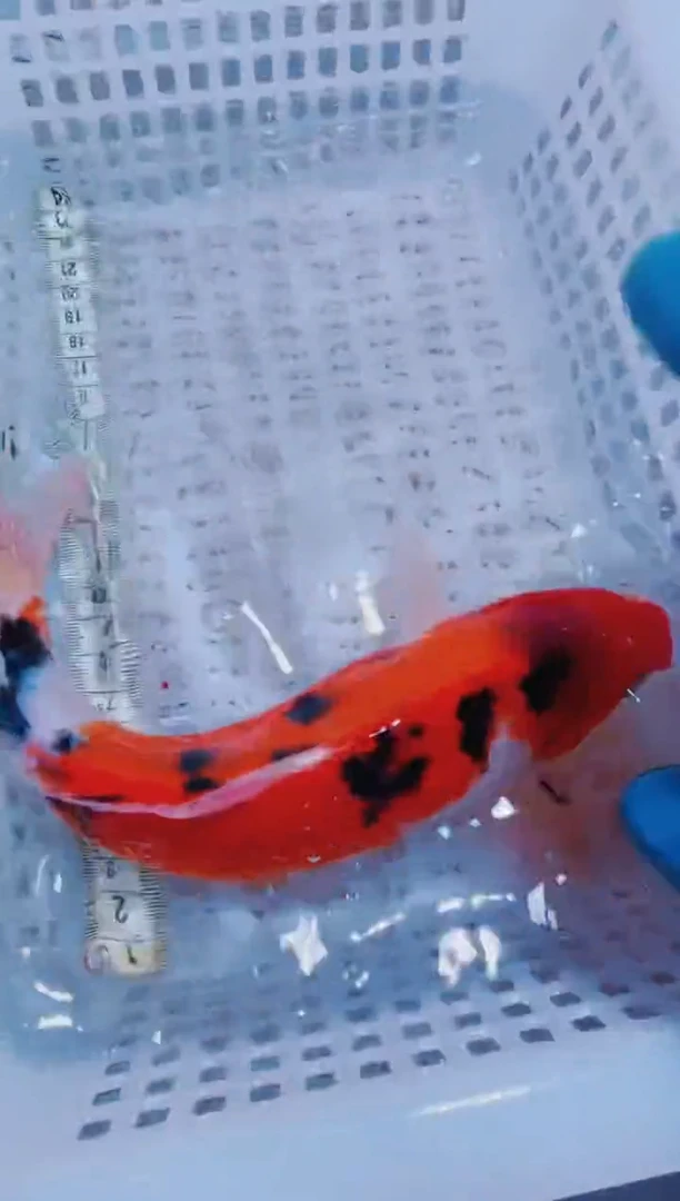 锦鲤血统锦鲤全场包邮165