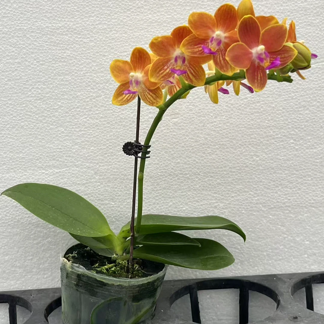 【黄金柳橙冰】蝴蝶兰带花大花真花兰花 花卉室内植物