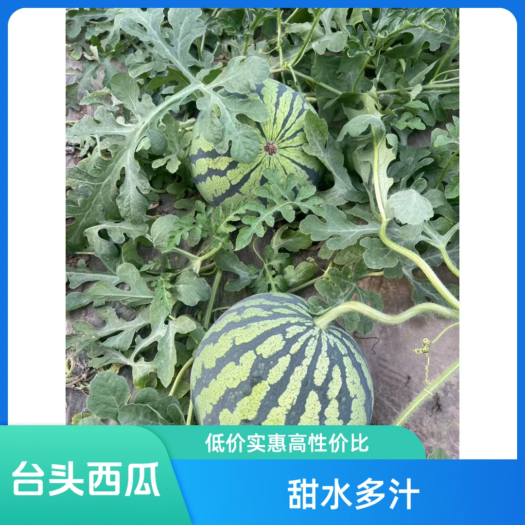 【京东特快】台头西瓜6到7斤