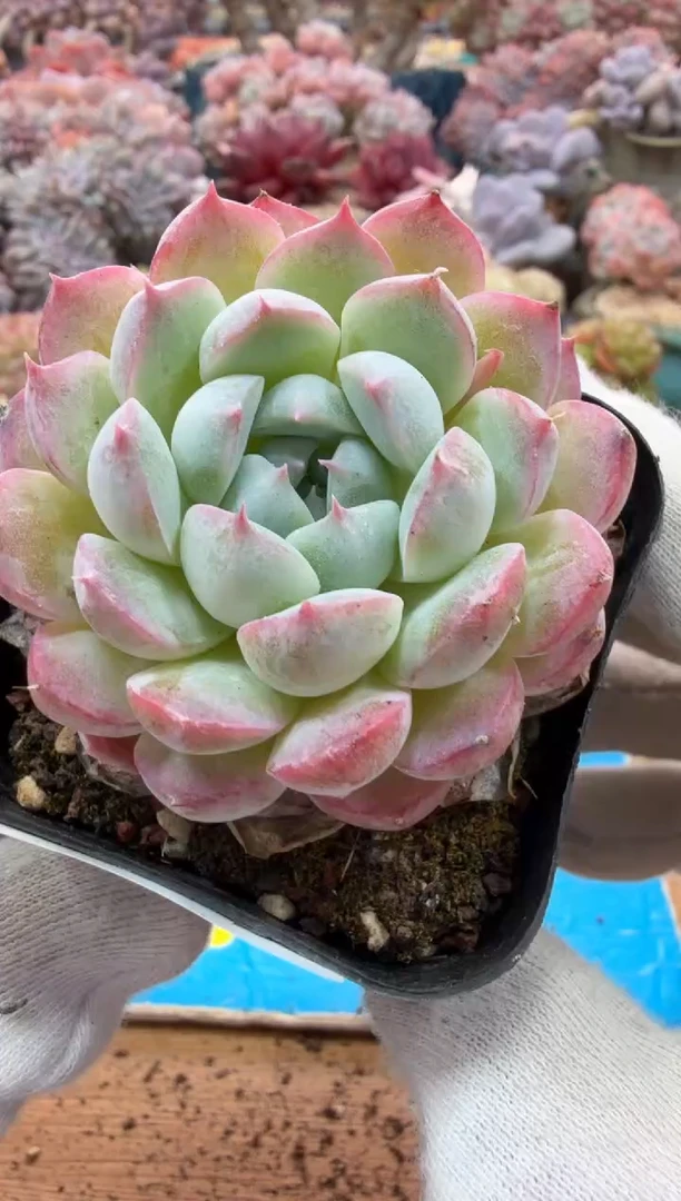 东云多肉园二店-280