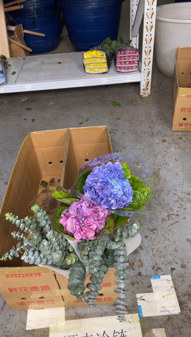 洋桔梗800克2扎（绿800克+香槟800克）+尤加利2扎+小绣球3枝