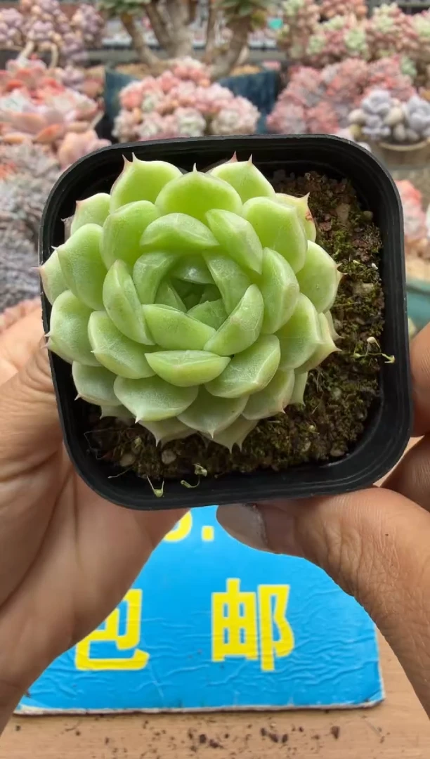 东云多肉园二店-224