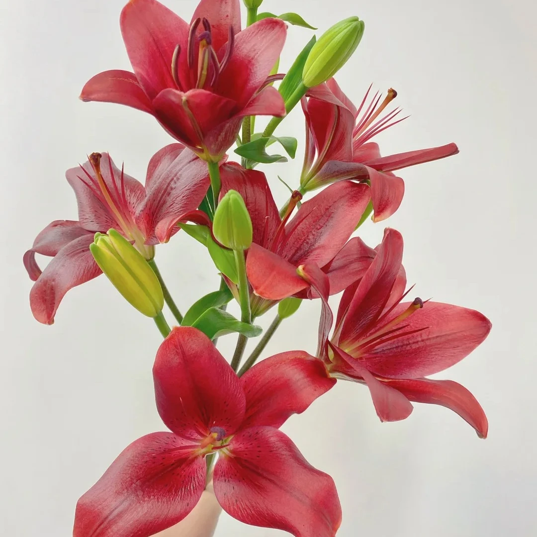 亚百合-露丝百合花水养插花用云南直发鲜花