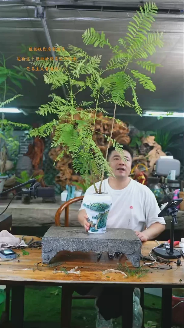 完全开放蓝花楹456+