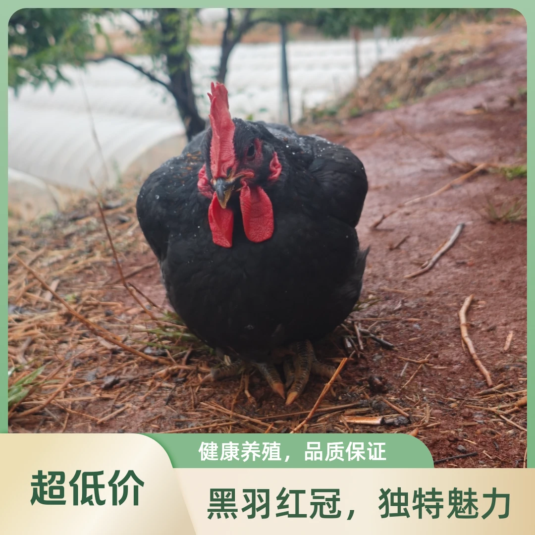 云南散养跑山鸡  2只黑毛白肉母鸡2.1~2.3公斤急冻顺风冷链发货
