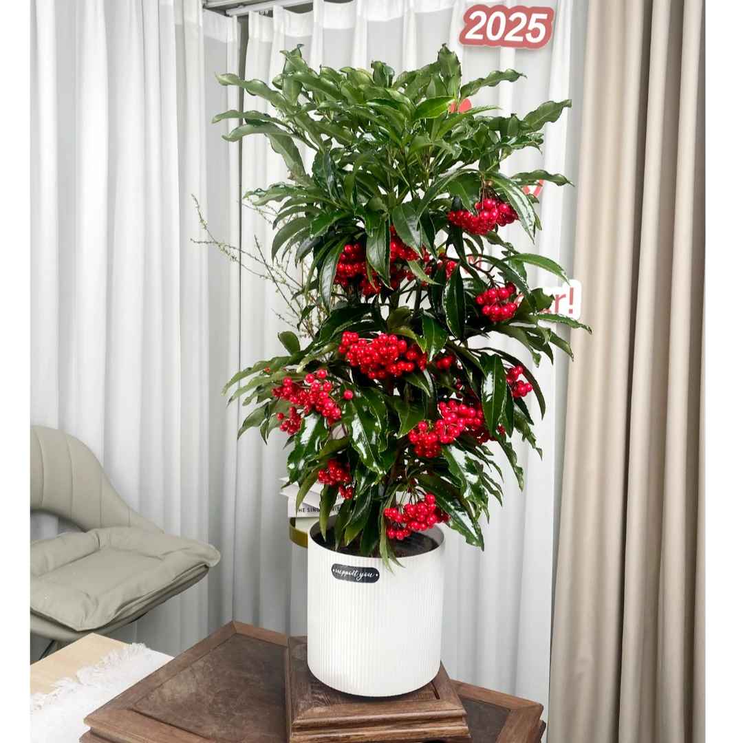 富贵籽元宵花北美冬青黄金万两室内客厅带果60-70公分好养活净化