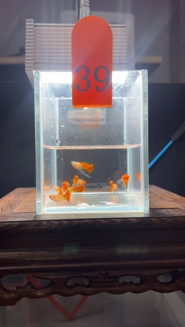 孔雀鱼深海蓝玻璃猫长公