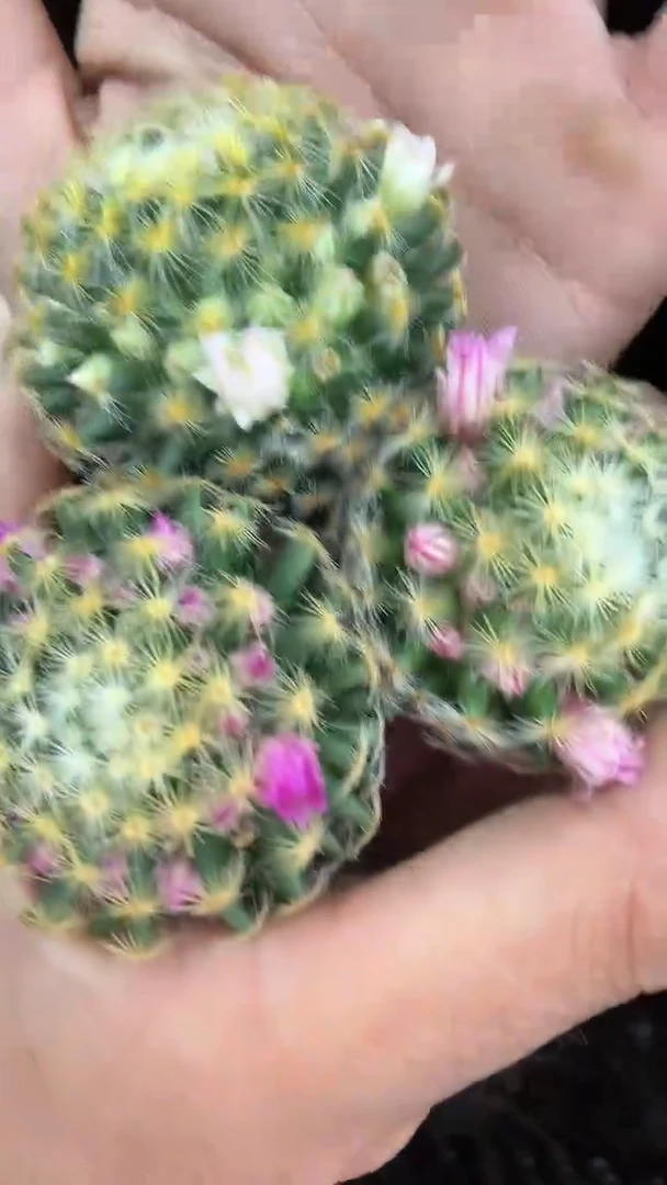 实生明星三颗三色9.99