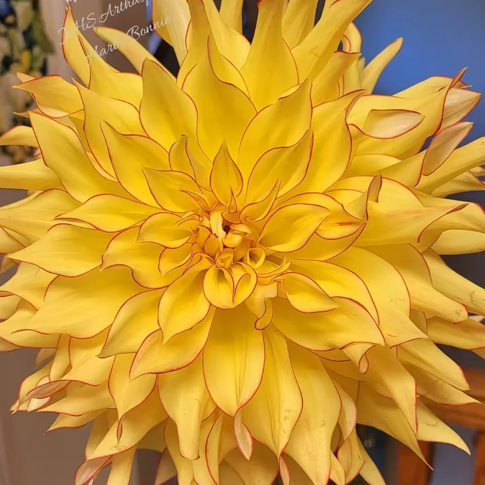 【大丽花 】哈特邦尼 进口大丽花整株种球对版发货