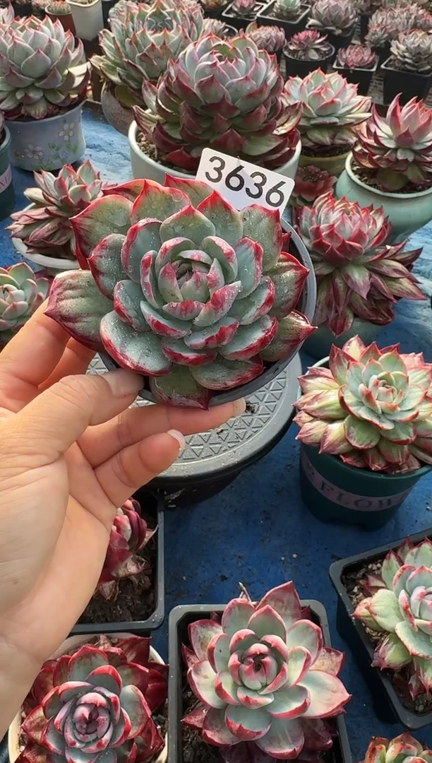 3636惊鸿仙子（裸根发货）