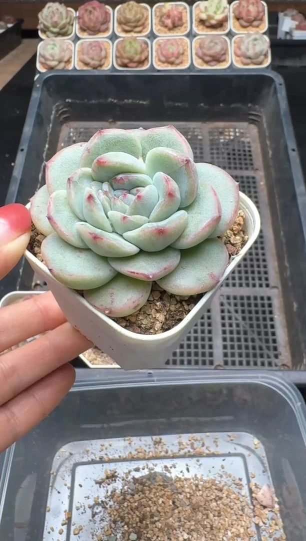 【闪购商品】546A号一物一拍多肉花卉植物拍3颗起发