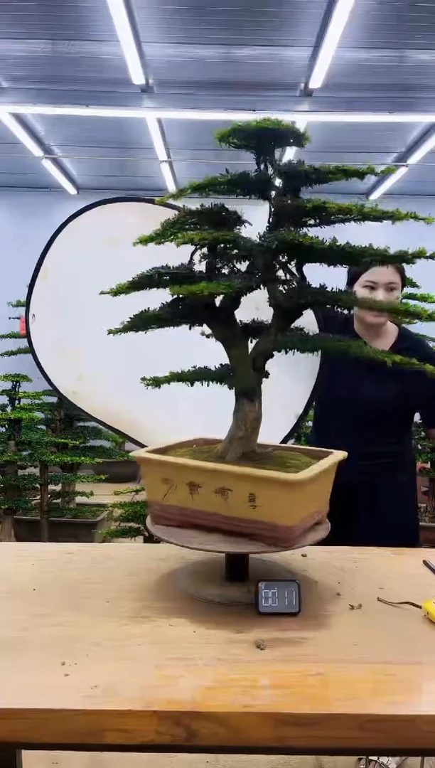 无花朵一物一拍，所见即所得