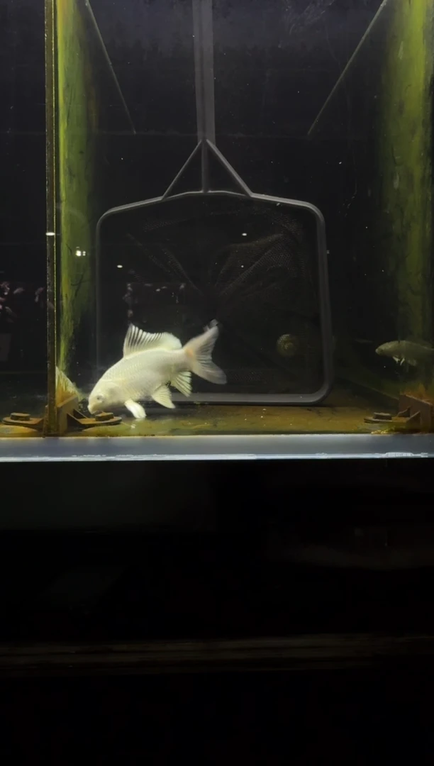 蝴蝶鲤鱼老****鲤白蝴蝶鲤