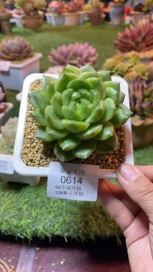 0614（满28包邮发货）