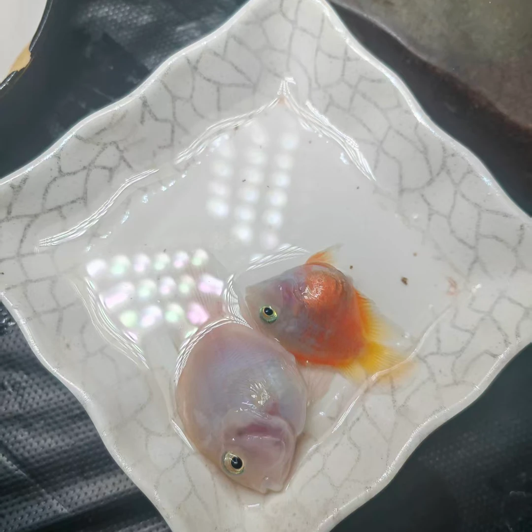 单独挑选鱼迷你鹦鹉鱼