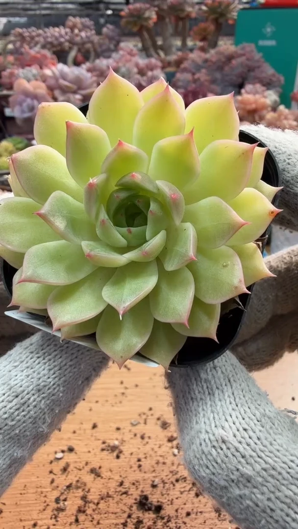 东云多肉园三店-67