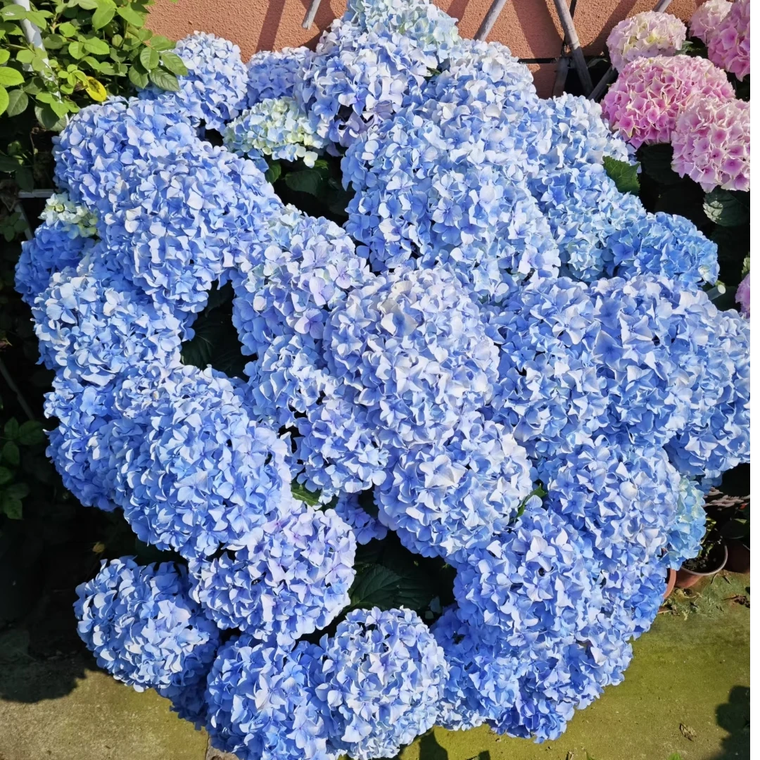 带盆带土大花绣球大海蓝可阳台庭院盆栽地栽