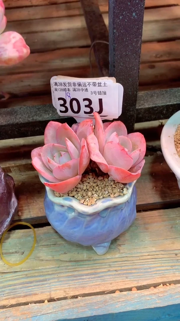 303J（一物一拍实付满28发货，默认不带盆土）