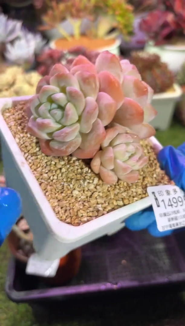 【闪购商品】14995