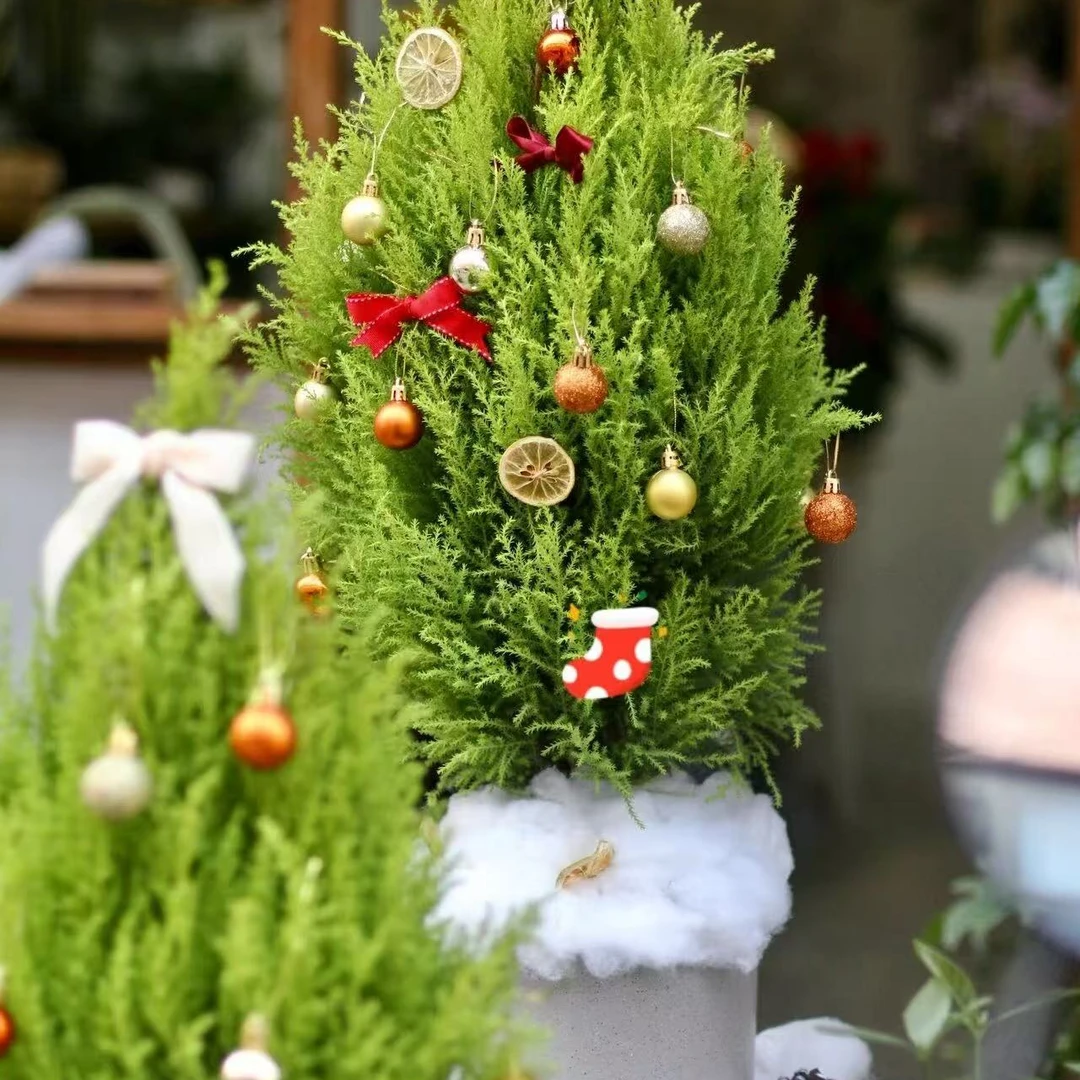 【小香松】盆栽室内外好养四季常绿净化空气绿植