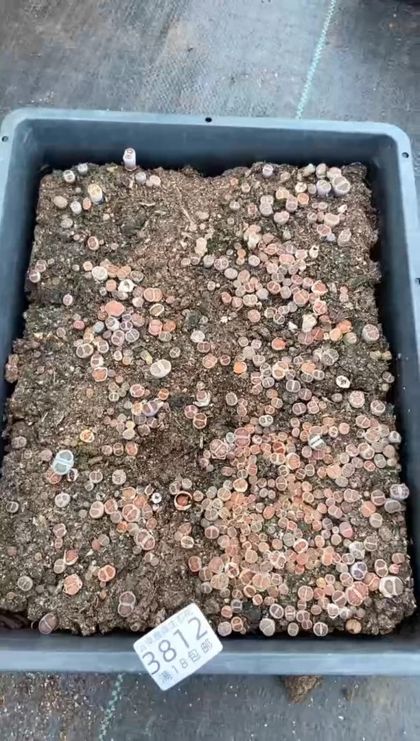 3812特价菊纹章框有疤瑕疵带土不带盆发货
