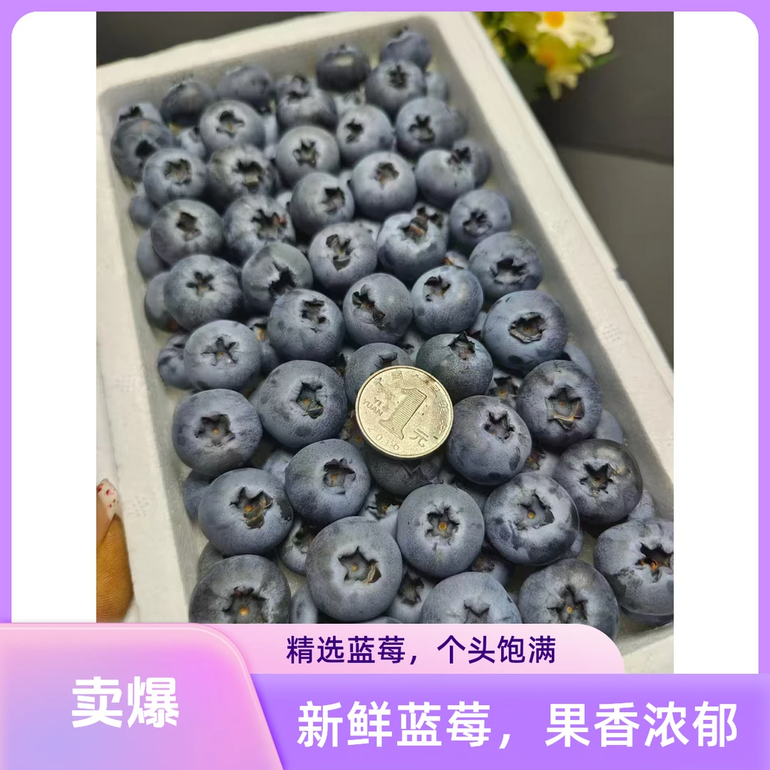 伊春大蓝莓东北L25果王2.2·2.4