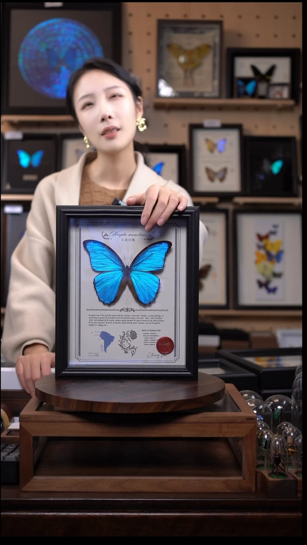 大蓝闪蝶豪华版10寸欧式框（带证书）