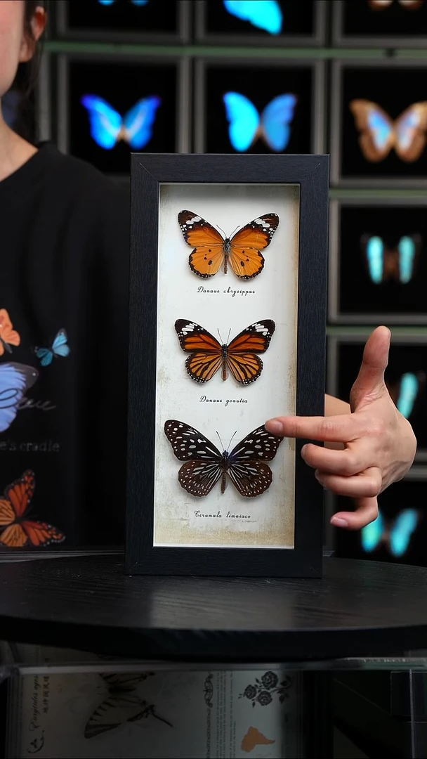 三只蝴蝶组合竖框标本