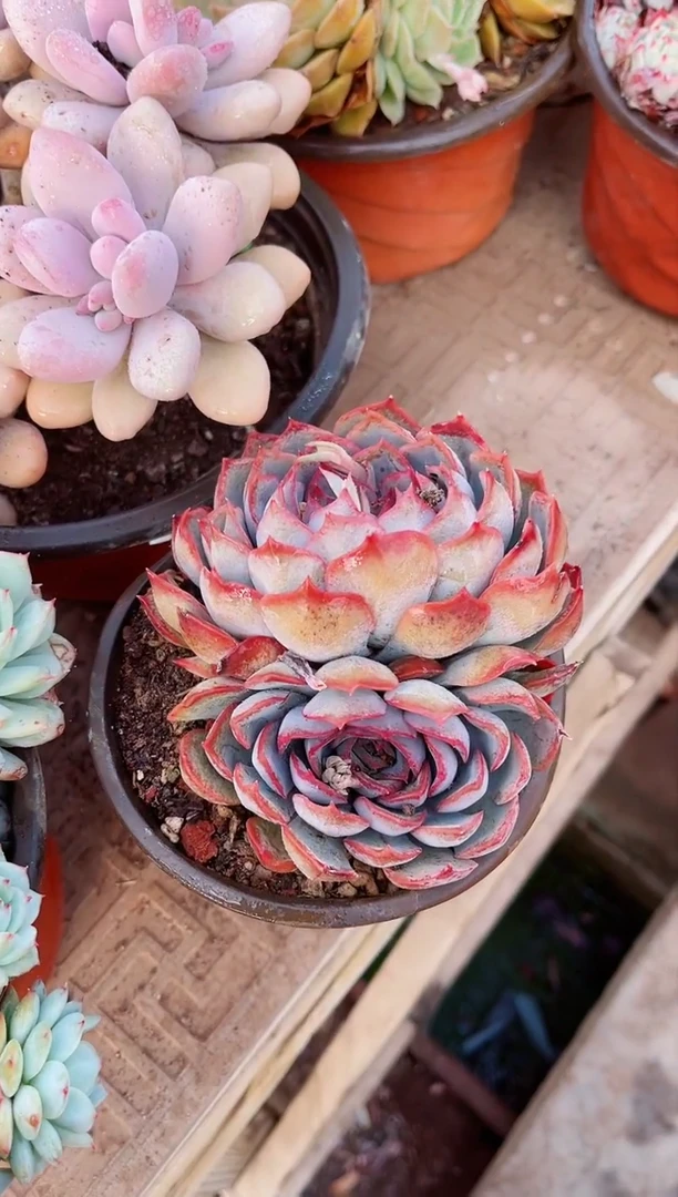 【闪购商品】06157