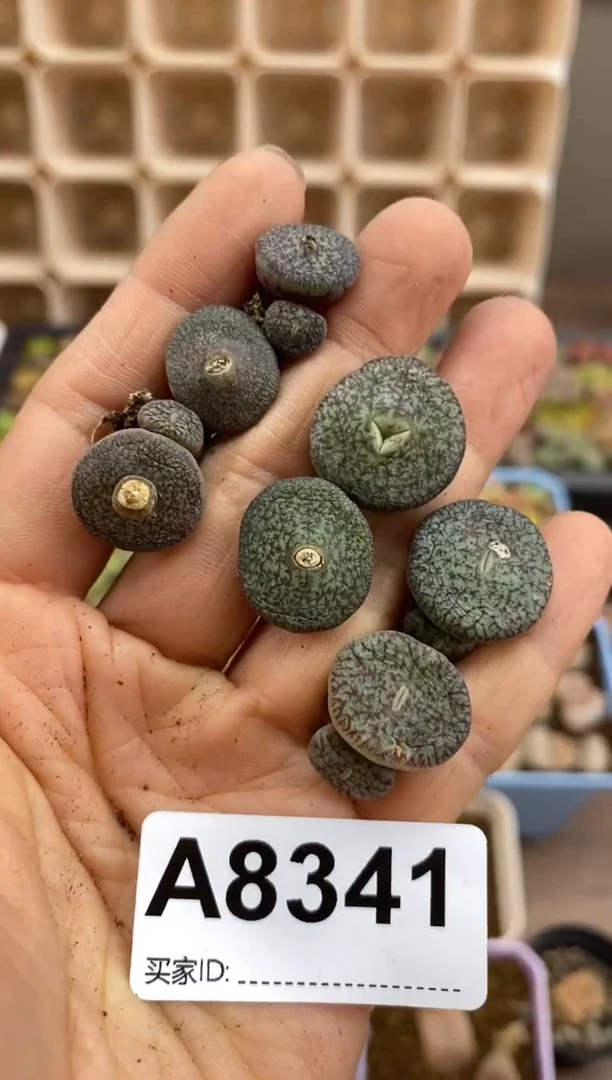 【闪购商品】8341直播一物一拍