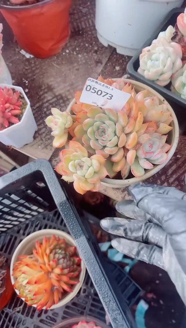 余****！跃跃精品多肉05073