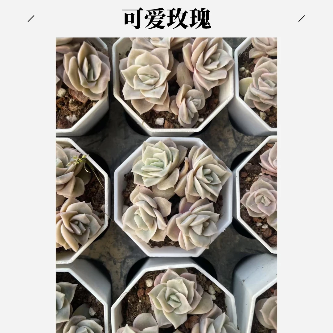 可爱玫瑰群实物以直播间为准满20包邮