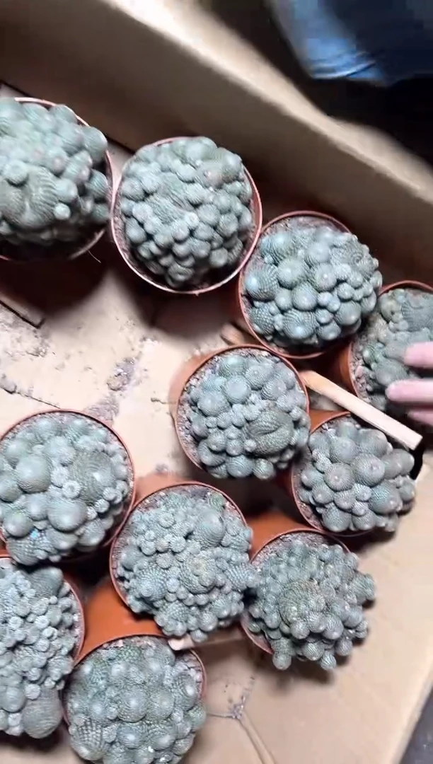 超多头 橙宝山【带根】