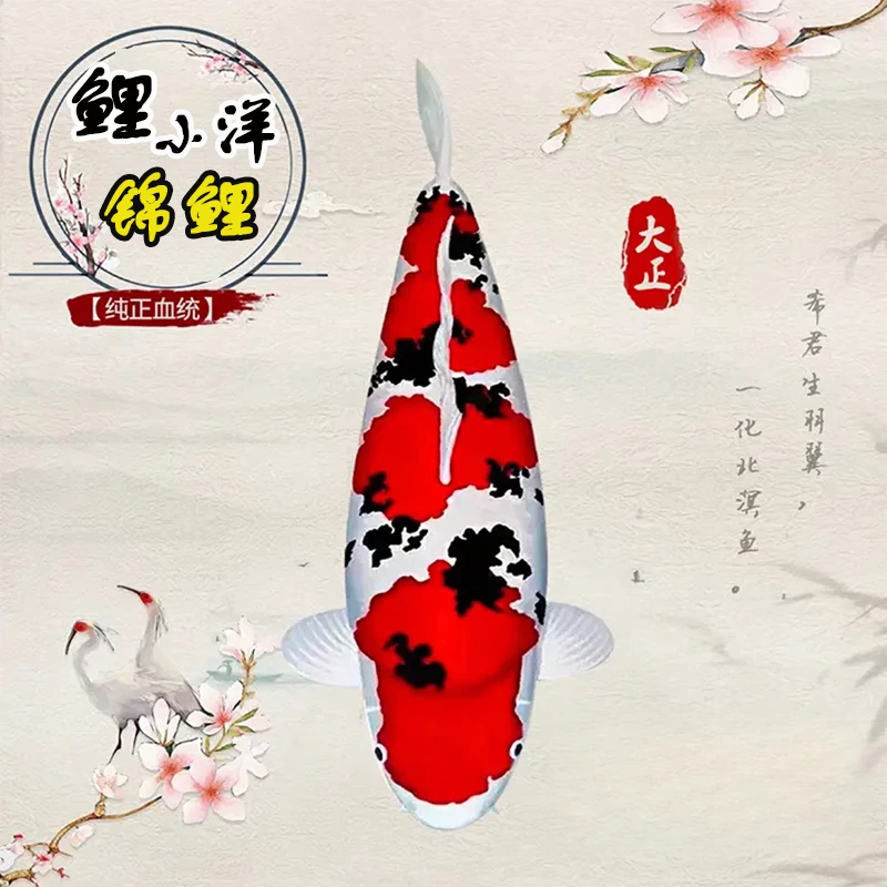 ②纯种血统《大尺寸锦鲤》观赏鱼