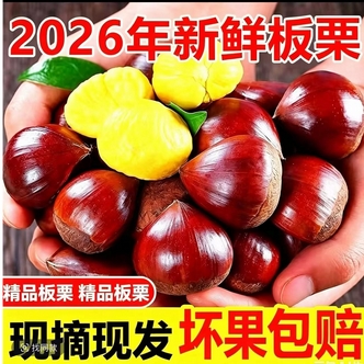 【买三斤送二斤送开口器】栗爪高山新鲜板栗粉糯香甜脆坏果包赔
