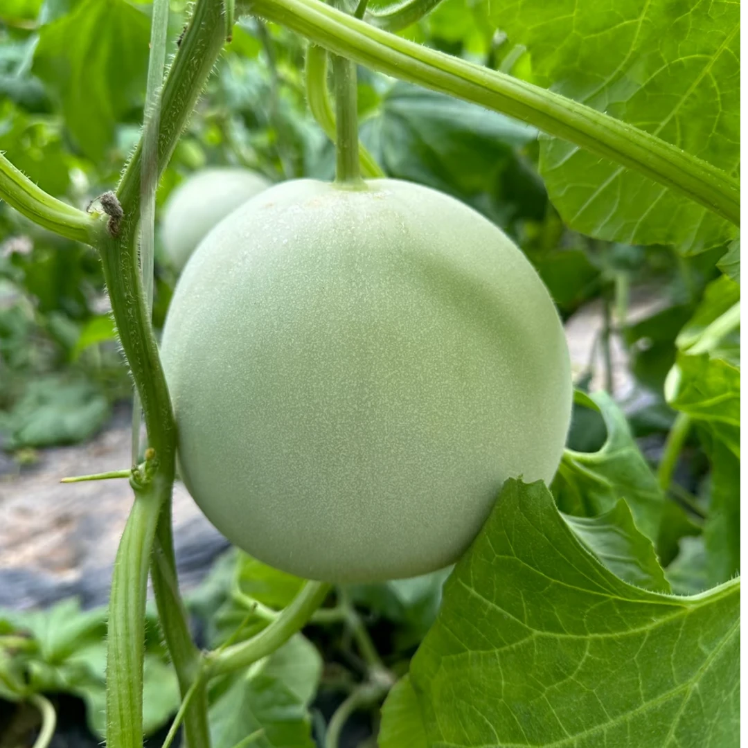 玉菇甜瓜，冰激凌口感，软糯香甜，一个整个瓜一斤半左右